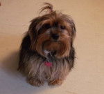 Minnie - Yorkshire Terrier (3 ans)