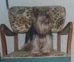 Yndia - Yorkshire Terrier (15 ans)