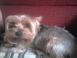 Milú - Yorkshire Terrier Mâle (9 ans)