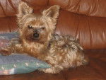 Noustique - Yorkshire Terrier Mâle (14 ans)