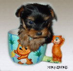 snoopy - Yorkshire Terrier Mâle (7 ans)
