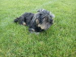 chanty - Yorkshire Terrier (2 ans)