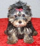 Johnny - Yorkshire Terrier (1 an)