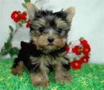 Sandy - Yorkshire Terrier (2 mois)
