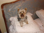 Plume - Yorkshire Terrier