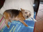 pupuce - Yorkshire Terrier (10 ans)
