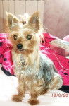 Upie - Yorkshire Terrier (9 ans)