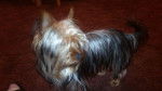 Cola - Yorkshire Terrier (1 an)