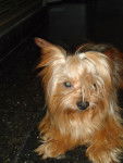 Alex - Yorkshire Terrier Mâle (12 ans)