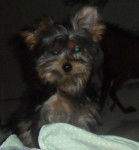 Benny - Yorkshire Terrier Mâle (9 mois)