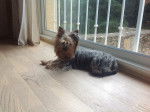 Ginie - Yorkshire Terrier (1 an)