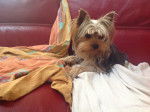 Gibson - Yorkshire Terrier Mâle (1 an)