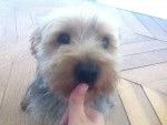 Filou - Yorkshire Terrier Mâle (2 ans)