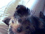 Sabella - Yorkshire Terrier (4 mois)