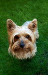 Tobi - Yorkshire Terrier Mâle (7 ans)