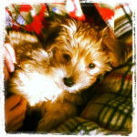 Théo - Yorkshire Terrier Mâle (2 mois)