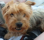 Ma Chanouh' =P - Yorkshire Terrier (5 ans)
