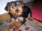 Chanah en "Céréal Killeuse" - Yorkshire Terrier