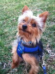 Toby - Yorkshire Terrier Mâle (2 ans)