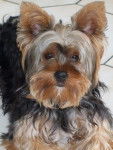 Dino - Yorkshire Terrier Mâle (1 an)