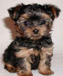 keyko - Yorkshire Terrier Mâle (1 an)