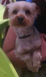 Eiko - Yorkshire Terrier Mâle (6 ans)