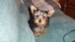 chanel - Yorkshire Terrier (5 mois)