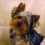 pralognan - Yorkshire Terrier Mâle (2 ans)