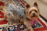 Angel - Yorkshire Terrier Mâle (6 ans)