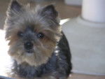 LILA - Yorkshire Terrier