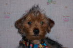 Luna - Yorkshire Terrier (1 an)