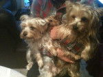 nos yorks - Yorkshire Terrier (2 ans)