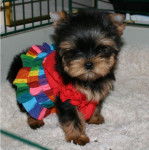 Dawn - Yorkshire Terrier (4 mois)