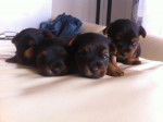 New Puppies - Yorkshire Terrier