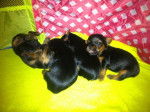 New Puppies - Yorkshire Terrier