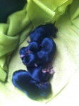 New Puppies - Yorkshire Terrier