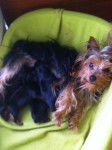 Cookie & New Puppies - Yorkshire Terrier