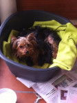 Cookie & New Puppies - Yorkshire Terrier