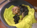 Cookie & New Puppies - Yorkshire Terrier