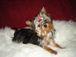 Cookie - Yorkshire Terrier (6 mois)