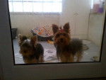 Cookie And Her Sister - Yorkshire Terrier (5 ans)