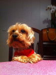Charlotte - Yorkshire Terrier (5 ans)