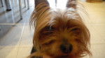 Gus - Yorkshire Terrier Mâle (7 ans)