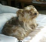 JENNA - Yorkshire Terrier (12 ans)