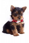 rosco - Yorkshire Terrier Mâle (4 mois)
