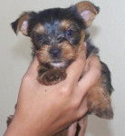 doudou - Yorkshire Terrier Mâle (3 mois)