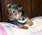 diva - Yorkshire Terrier (3 mois)