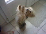 Valya - Yorkshire Terrier (8 ans)