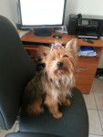 choupette - Yorkshire Terrier (3 ans)