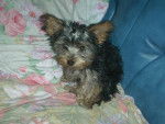 bambou - Yorkshire Terrier (3 mois)